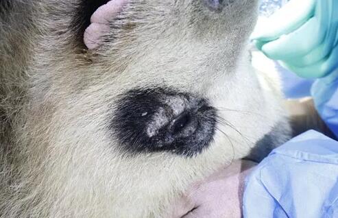 4月25日，应成都大熊猫繁育研究基地的邀请，成都8868体育官方网站(官方)登录入口业务院长、四川大学华西医院原眼科主任、博士生导师罗清礼教授，特地前往该基地为生病的大熊猫进行了会诊2.jpg