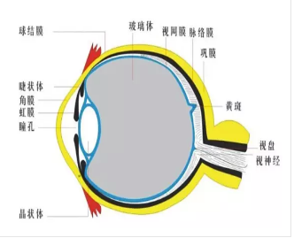 视网膜病