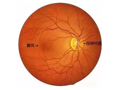 8868体育网站登录入口福州眼科医院眼底病医生：老年黄斑变性该如何防治？.png